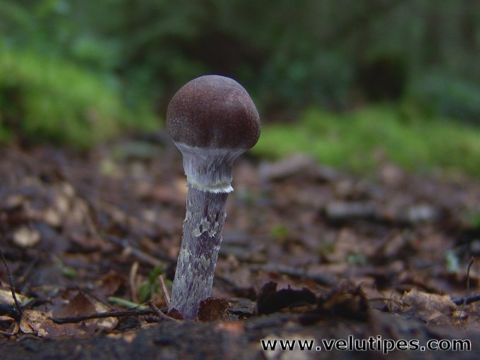 Cortinarius evernius