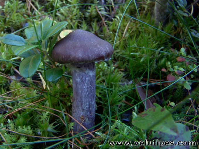 Cortinarius evernius