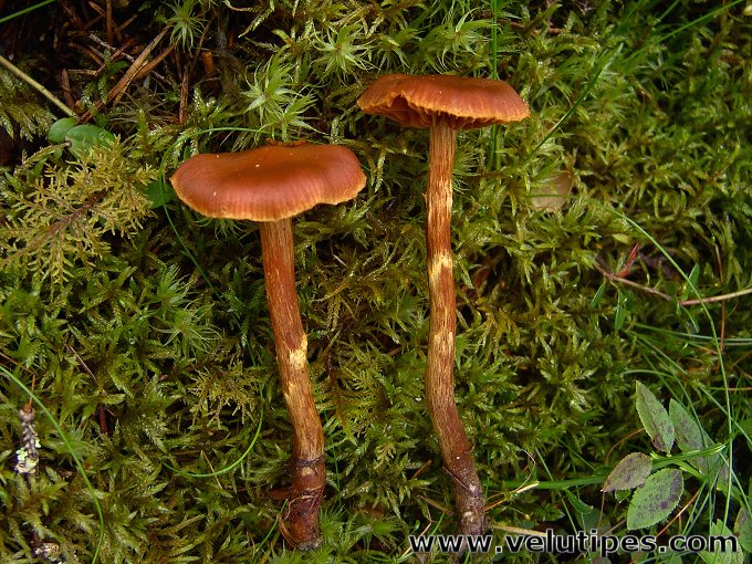 Cortinarius gentilis