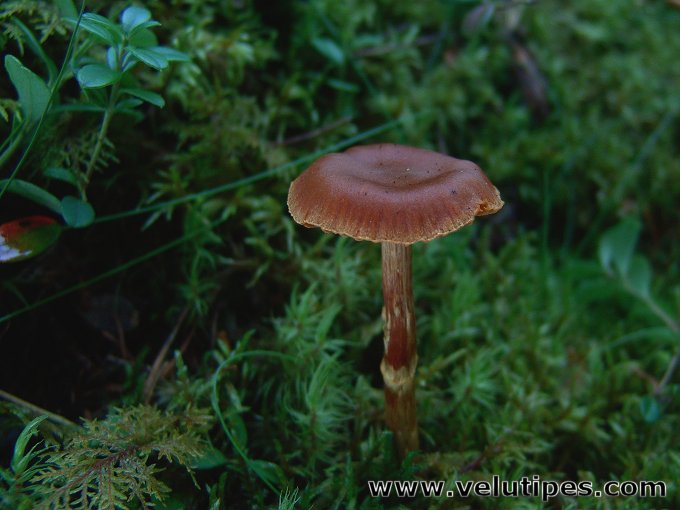 Cortinarius gentilis