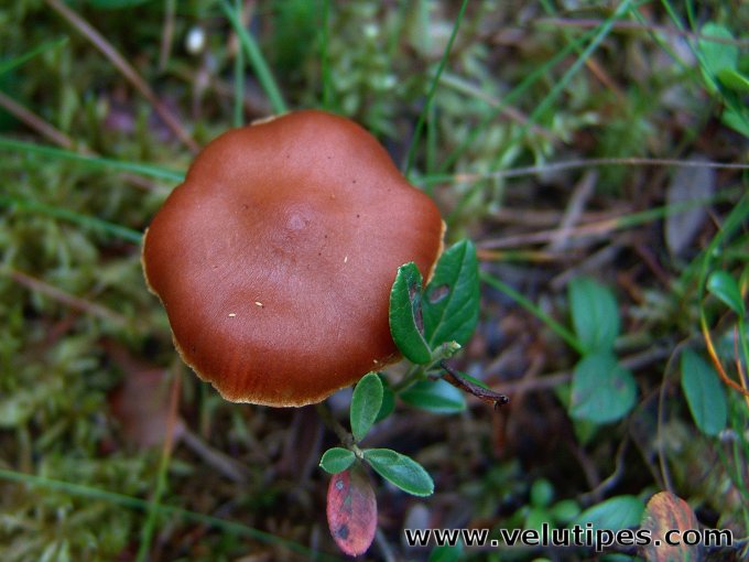 Cortinarius gentilis