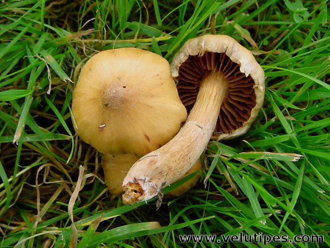  Cortinarius hinnuleus 