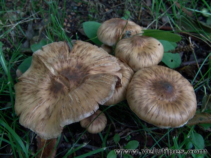  Cortinarius hinnuleus 