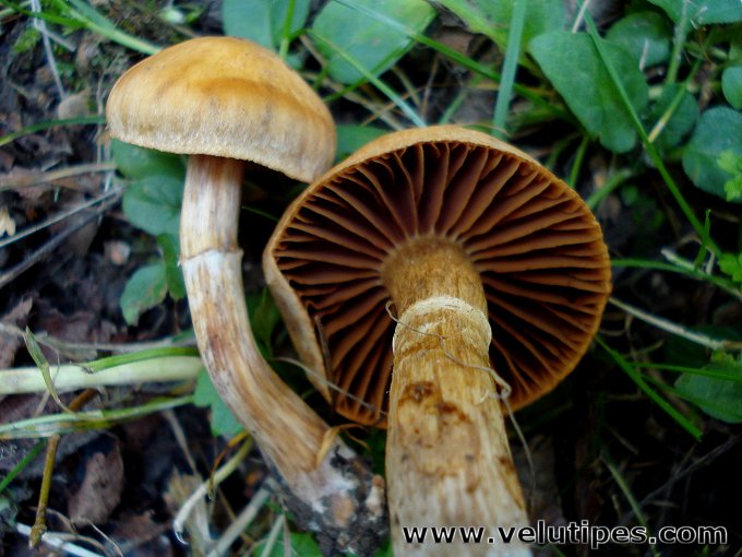  Cortinarius hinnuleus 