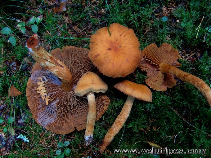 Cortinarius limonius