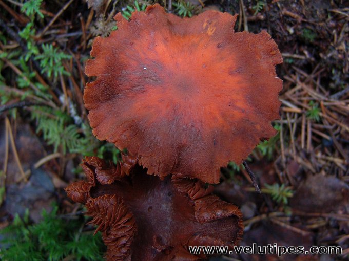 Cortinarius limonius