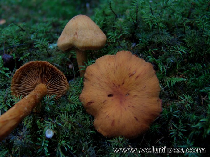 Cortinarius limonius