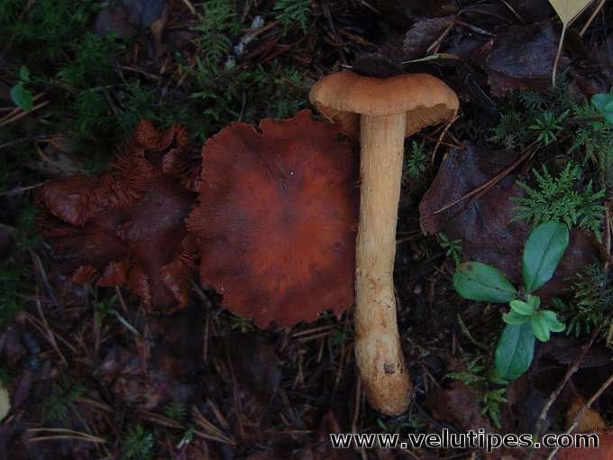 Cortinarius limonius