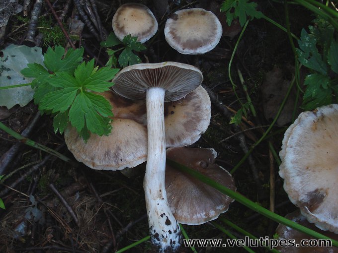 Cortinarius lucorum