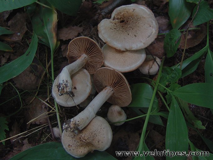 Cortinarius lucorum