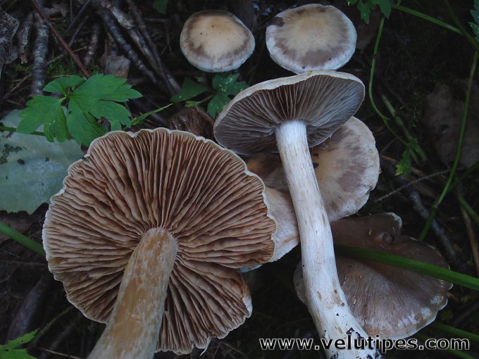 Cortinarius lucorum