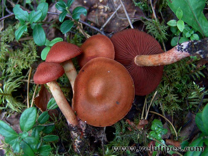 Cortinarius phoeniceus