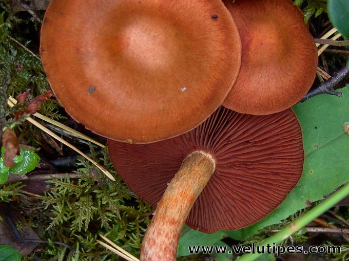 Cortinarius phoeniceus