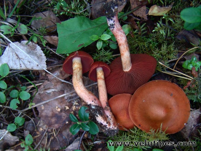Cortinarius phoeniceus