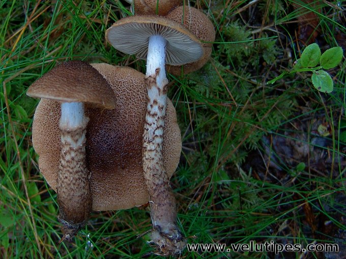 Cortinarius pholideus