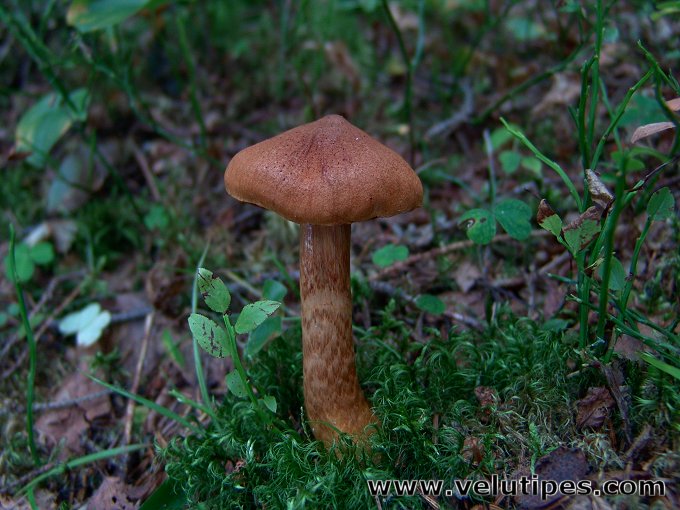Cortinarius rubellus