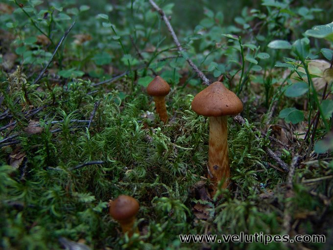 Cortinarius rubellus
