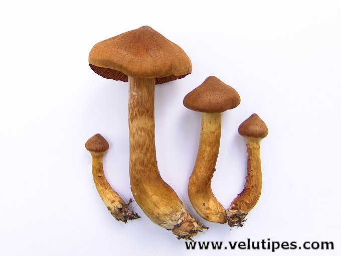 Cortinarius rubellus