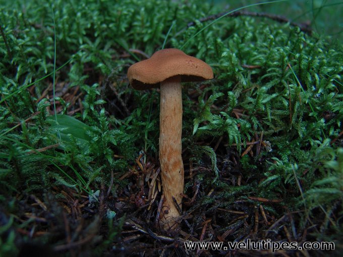 Cortinarius rubellus