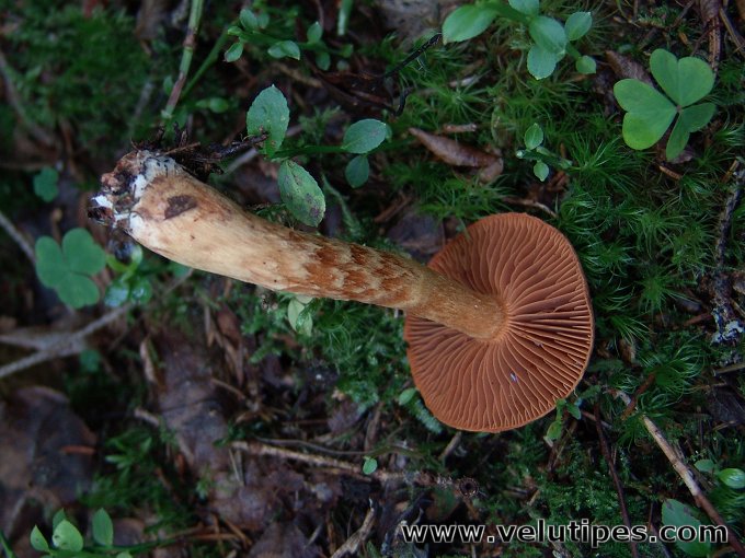 Cortinarius rubellus