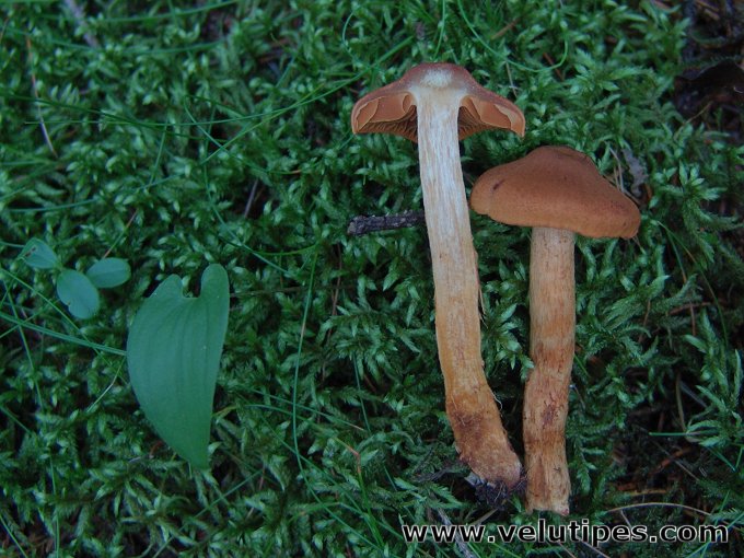 Cortinarius rubellus