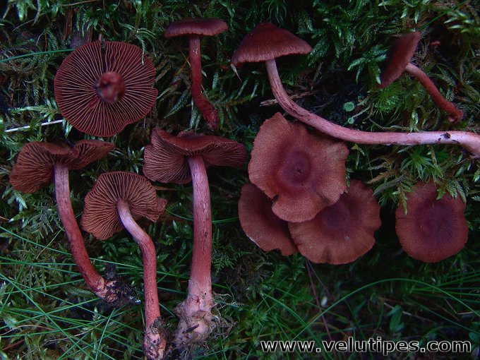  Cortinarius sanguineus 