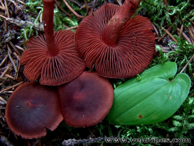  Cortinarius sanguineus 