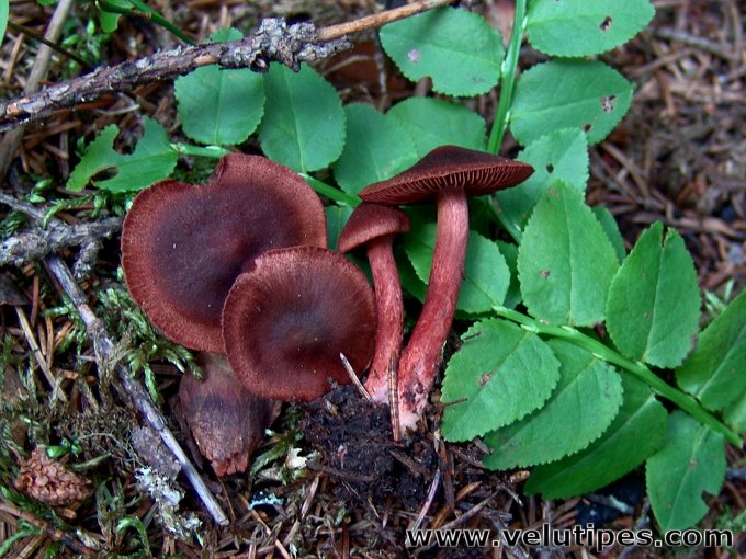  Cortinarius sanguineus 