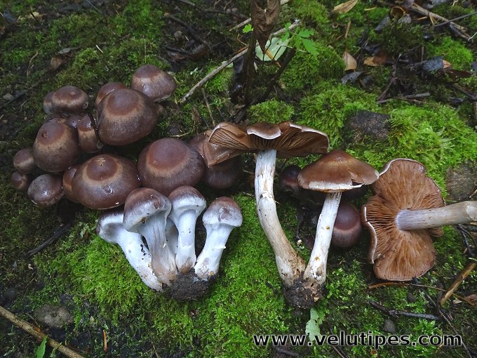 Cortinarius saturninus