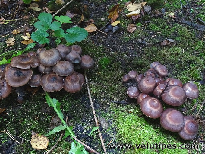 Cortinarius saturninus