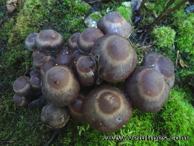 Cortinarius saturninus