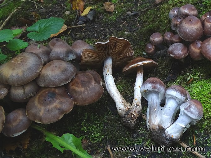 Cortinarius saturninus