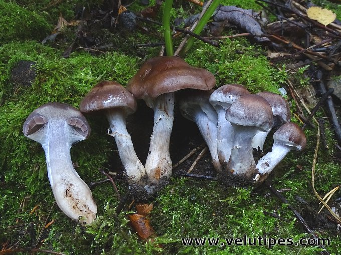 Cortinarius saturninus