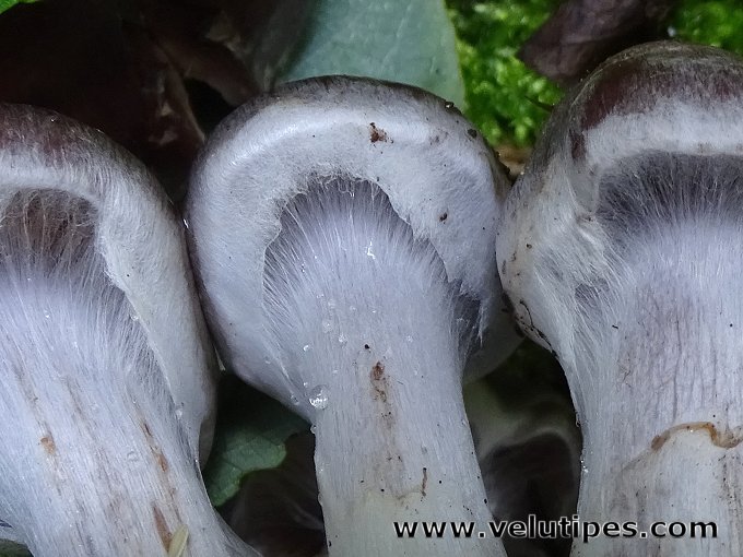 Cortinarius saturninus
