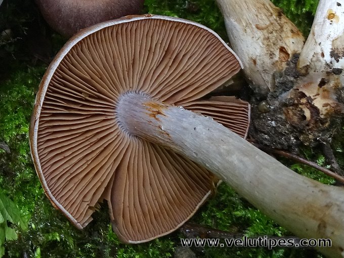 Cortinarius saturninus