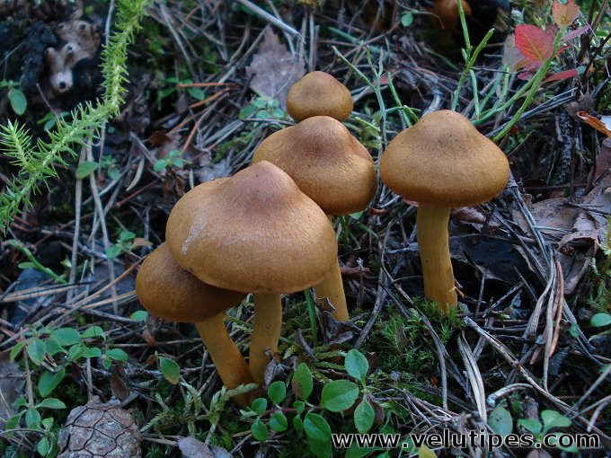 Cortinarius semisanguineus