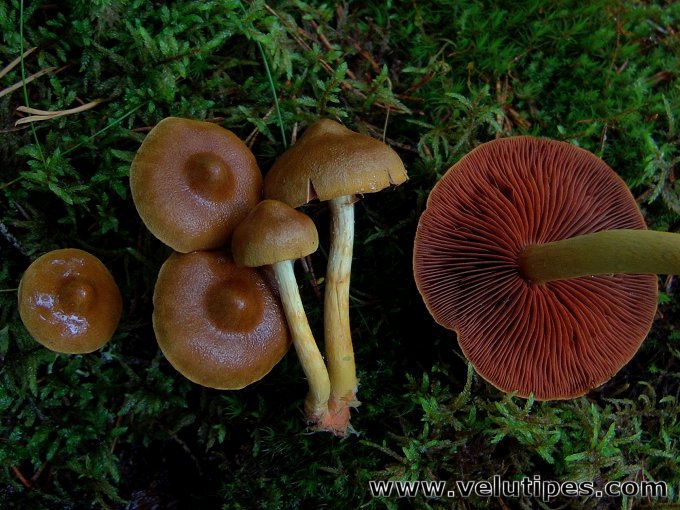 Cortinarius semisanguineus