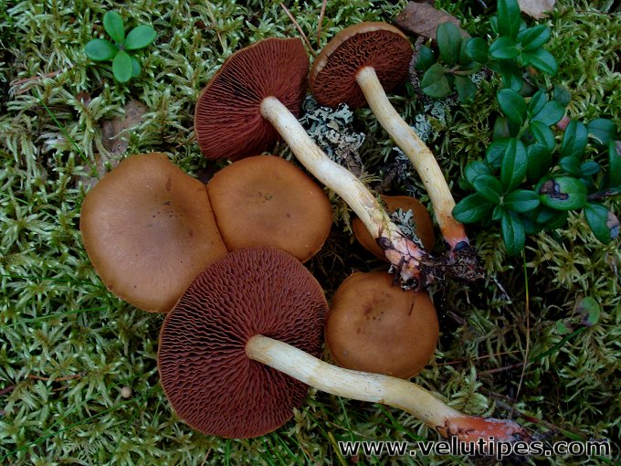 Cortinarius semisanguineus