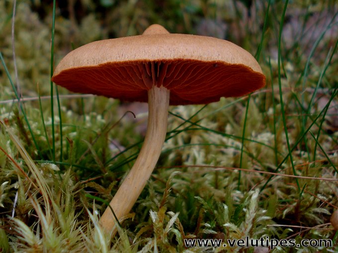 Cortinarius semisanguineus