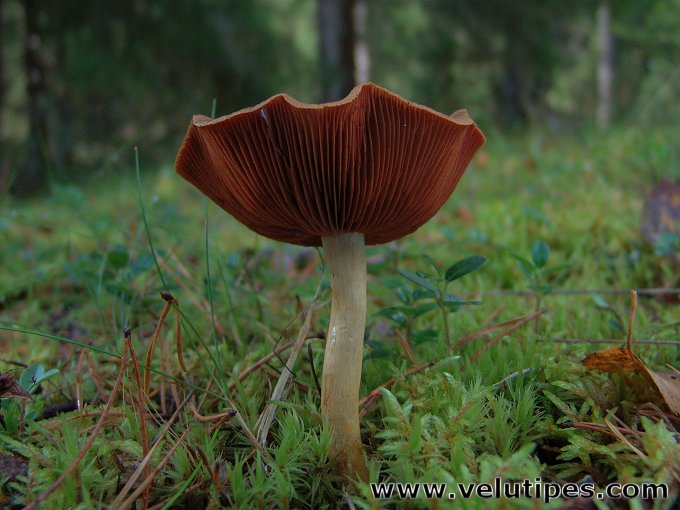 Cortinarius semisanguineus