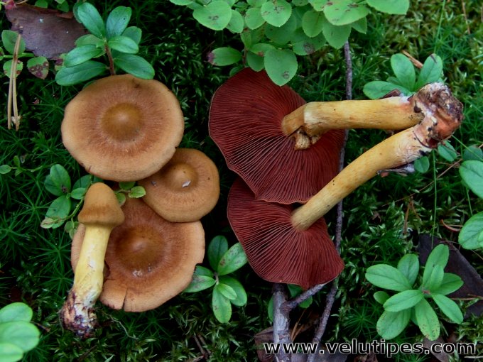 Cortinarius semisanguineus