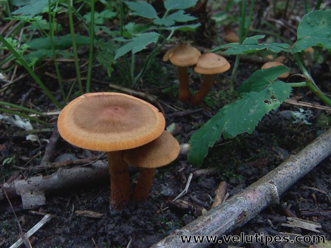  Cortinarius sommerfeltii 