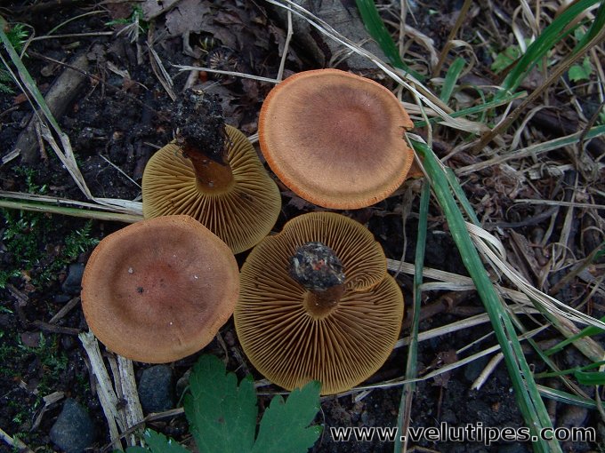  Cortinarius sommerfeltii 