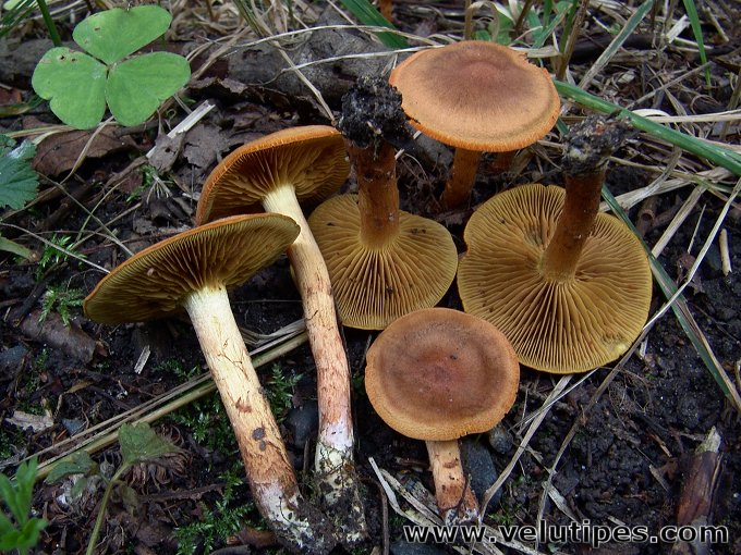 Cortinarius sommerfeltii 