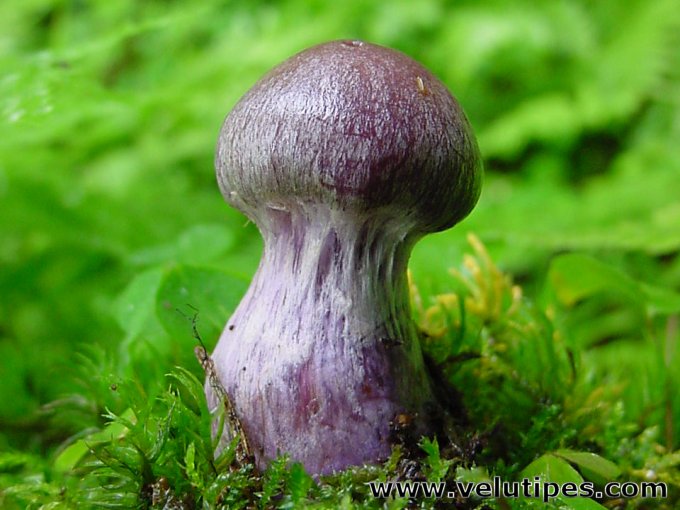 Cortinarius traganus