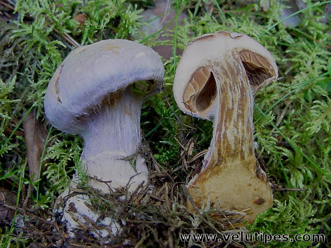 Cortinarius traganus