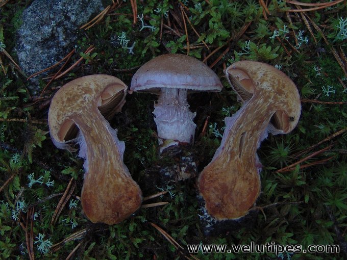 Cortinarius traganus