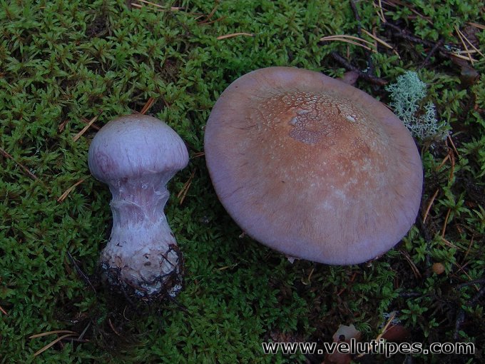 Cortinarius traganus