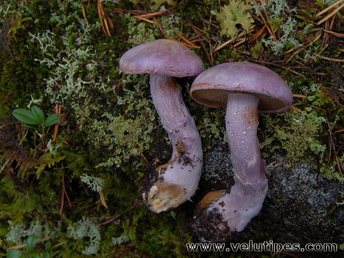 Cortinarius traganus