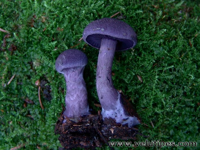 Cortinarius violaceus